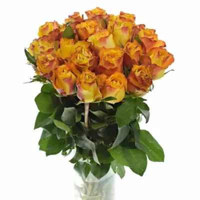 Žlutá růže DOWNTOWN! 50cm (L)