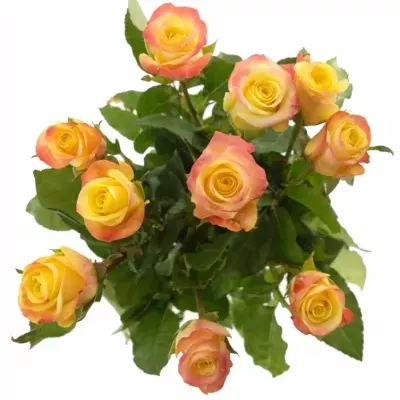 Žlutá růže FLORIDA 70cm