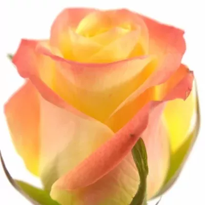 Žlutá růže FLORIDA 70cm