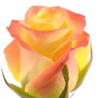 Žlutá růže FLORIDA 50cm