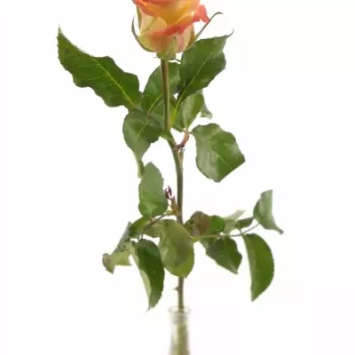 Žlutá růže FLORIDA 70cm