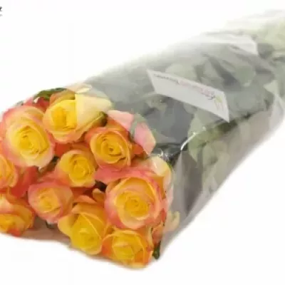 Žlutá růže FLORIDA 70cm