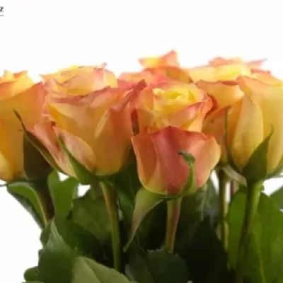 Žlutá růže FLORIDA 70cm