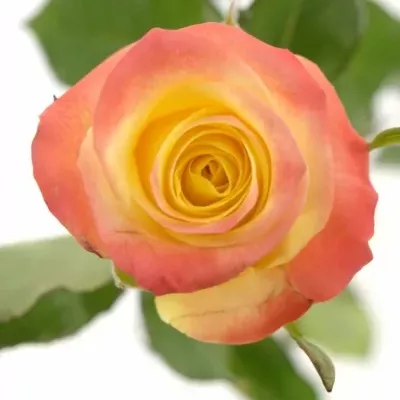 Žlutá růže FLORIDA 70cm