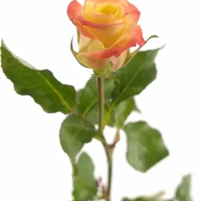 Žlutá růže FLORIDA 70cm