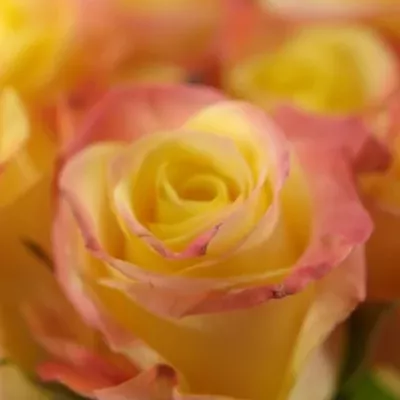 Žlutá růže FLORIDA 70cm