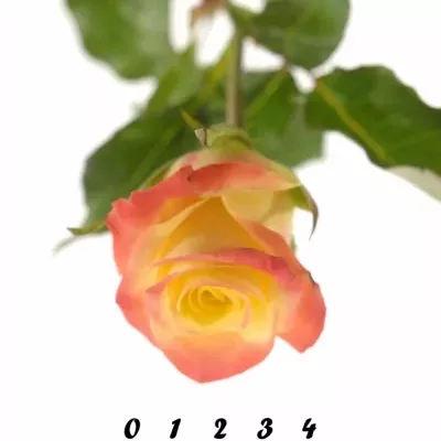 Žlutá růže FLORIDA 70cm