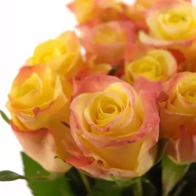 Žlutá růže FLORIDA 70cm