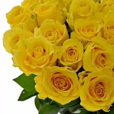 Žlutá růže GOLDEN BIRD 50cm (L)