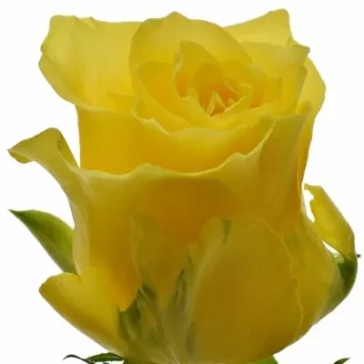 Žlutá růže GOLDEN BIRD 50cm (L)