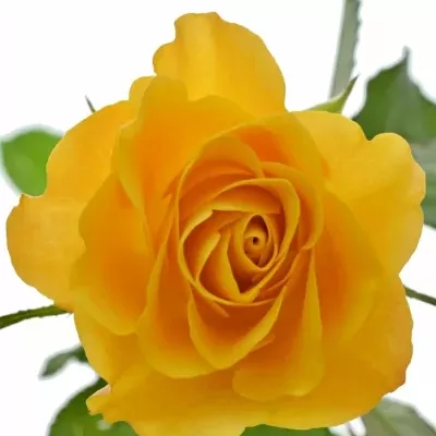 Žlutá růže GOLDEN FLUSH 50cm (M)