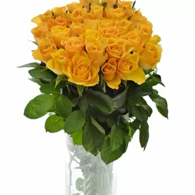 Žlutá růže GOLDEN FLUSH 50cm (M)