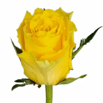 Žlutá růže GOLDEN TIMES 50cm (L)