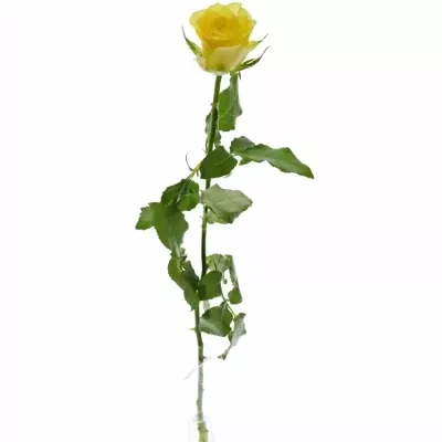 Žlutá růže GOLDEN TOWER 50cm (M)