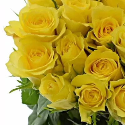 Žlutá růže GOLDEN TOWER 50cm (M)
