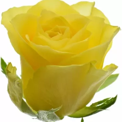 Žlutá růže GOLDEN TOWER 60cm (M)