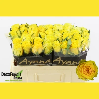 Žlutá růže GOLDEN TOWER 50cm (M)