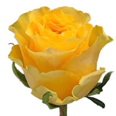 Žlutá růže GOLDEN TOWER 50cm (M)