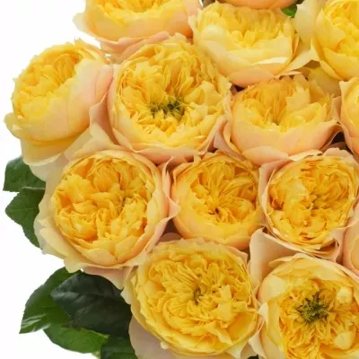 Žlutá růže GOLDEN VUVUZELA