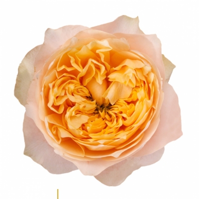 Žlutá růže GOLDEN VUVUZELA 50cm (XL)