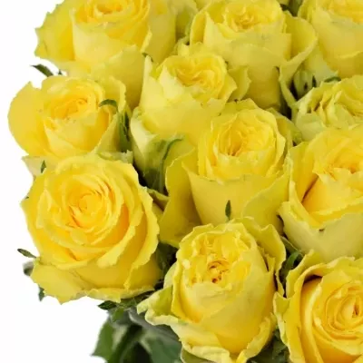 Žlutá růže GOOD TIMES 60cm