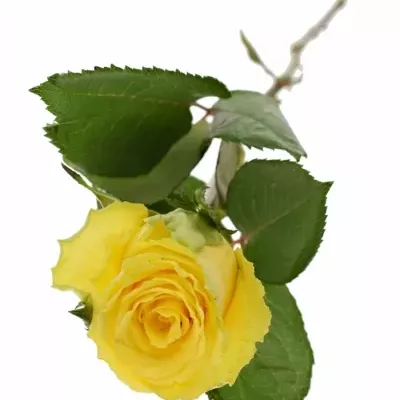 Žlutá růže GOOD TIMES 60cm