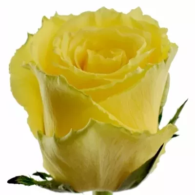Žlutá růže GOOD TIMES 40cm (L)
