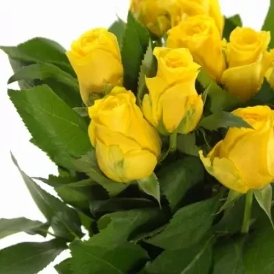 Žlutá růže Solaire 45cm