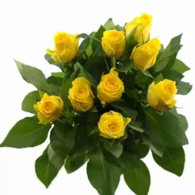 Žlutá růže Solaire 45cm