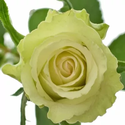 Žlutá růže GREEN LIZZARD 50cm (S)