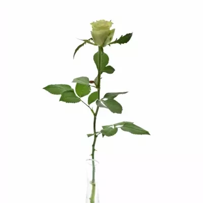 Žlutá růže GREEN LIZZARD 50cm (S)