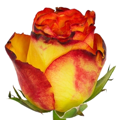 Žlutá růže HIGH & MAGIC 80cm