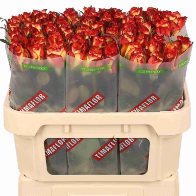 Žlutá růže HIGH & MAGIC 60cm