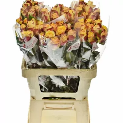 Žlutá růže HIGH & YELLOW FLAME 50cm