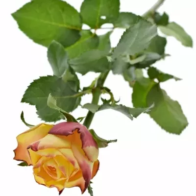 Žlutá růže HIGH & YELLOW FLAME 50cm