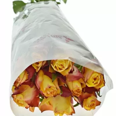 Žlutá růže HIGH & YELLOW FLAME 50cm