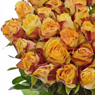 Žlutá růže HIGH & YELLOW FLAME 50cm