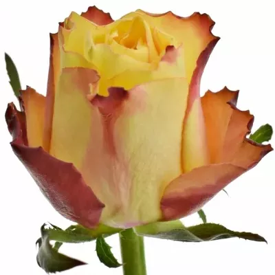 Žltá ruža HIGH &amp; YELLOW FLAME 50cm