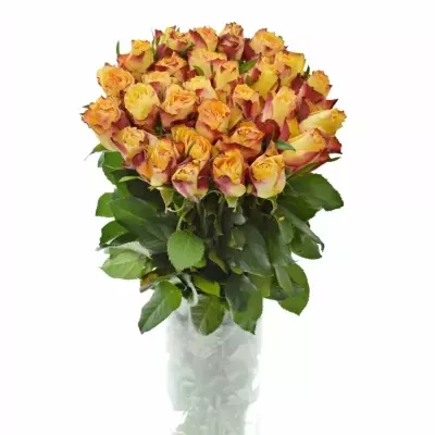 Žlutá růže HIGH & YELLOW FLAME 50cm