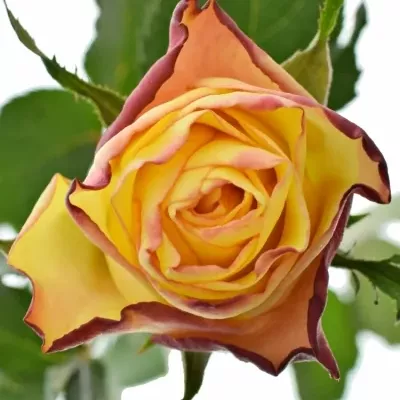 Žlutá růže HIGH & YELLOW FLAME 50cm