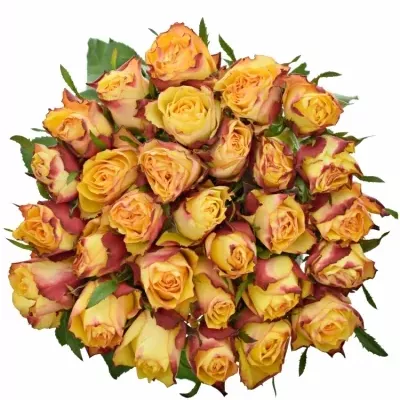 Žlutá růže HIGH & YELLOW FLAME 50cm