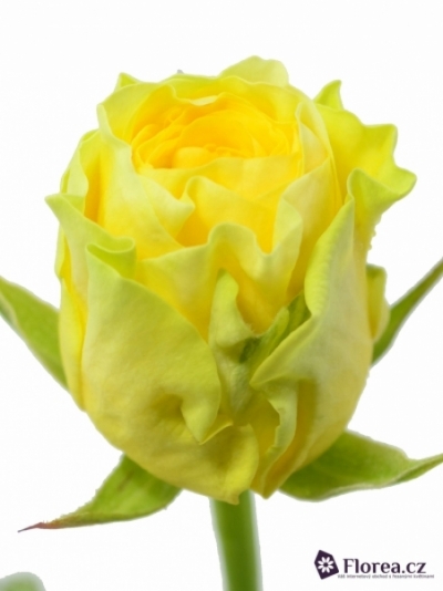 Žlutá růže ILIOS 40cm