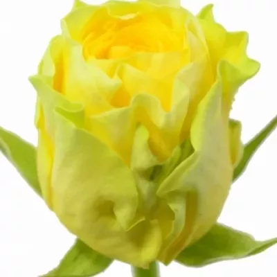 Žlutá růže ILIOS 50cm