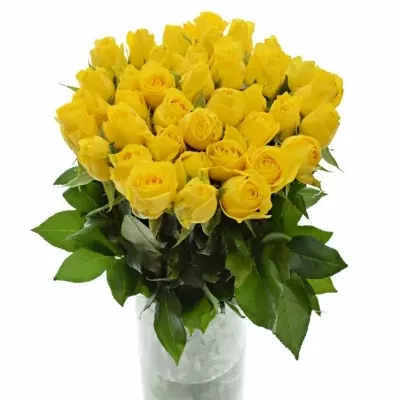 Žlutá růže INTENSE 40cm
