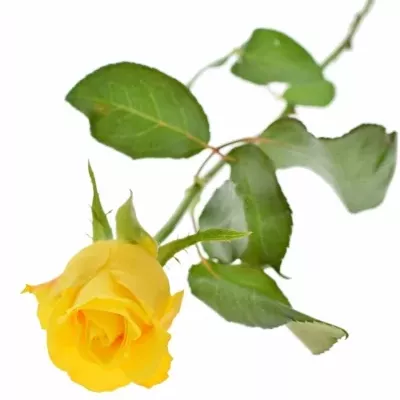 Žlutá růže INTENSE 40cm