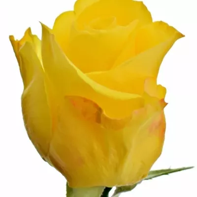 Žlutá růže INTENSE 60cm (S)