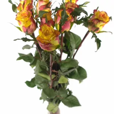 Žlutá růže KNOX 80cm (L)