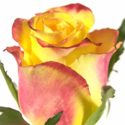 Žlutá růže KNOX 80cm (L)