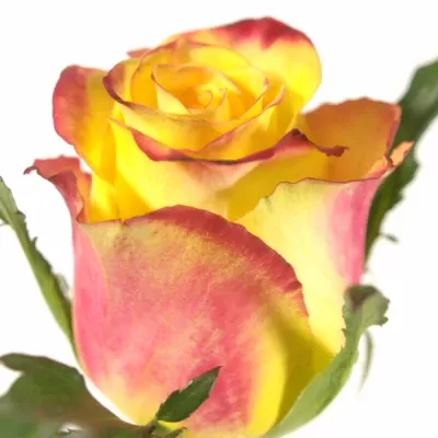 Žlutá růže KNOX 90cm (L)