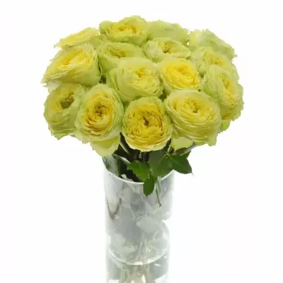Žlutá růže LEMON ZESTE 60cm (XXL)